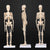 45CM Anatomical Anatomy Human Skeleton Model Medical Learn Aid Anatomy human skeletal model Wholesale Retail
