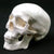 Human Anatomical Model Medicine Skull Human Anatomical Anatomy Head Studying Anatomy Teaching Supplies Skull Model